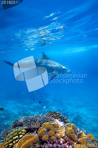 Image of Dolphind and Corals