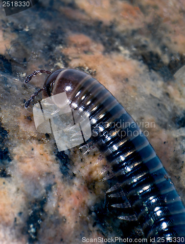 Image of Millipede