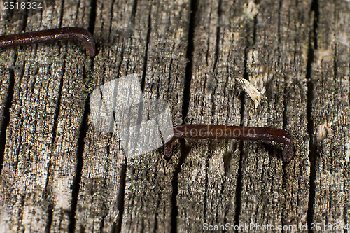 Image of Rusty staples