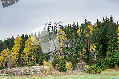 Image of Fall colors