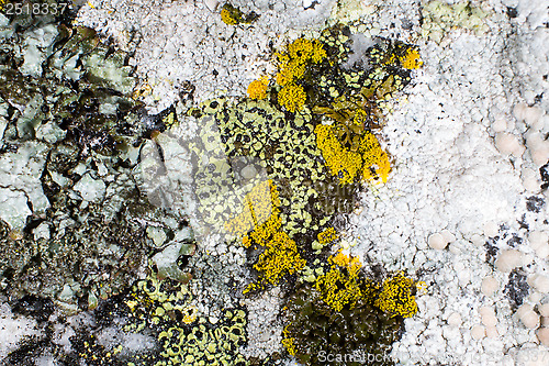 Image of Lichen on a rock