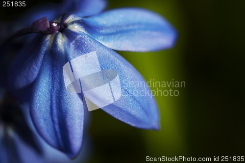 Image of Blue flower