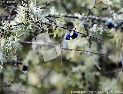 Image of  last bonds berries