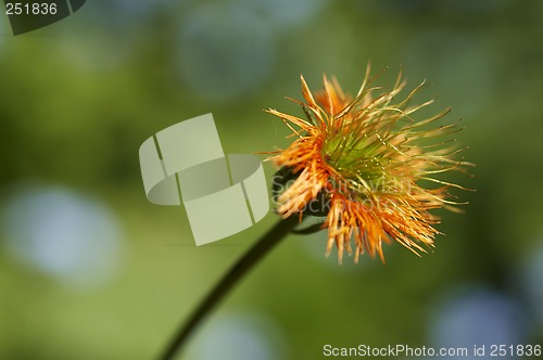 Image of Orange flower