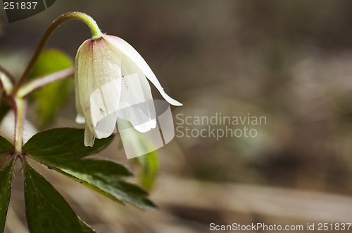 Image of wood anemone