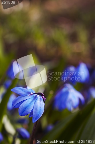 Image of Siberian Squill