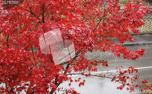 Image of Canarian maple tree