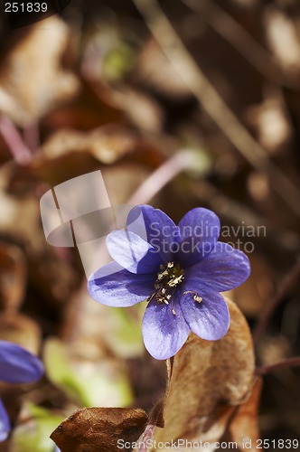 Image of Blue flower