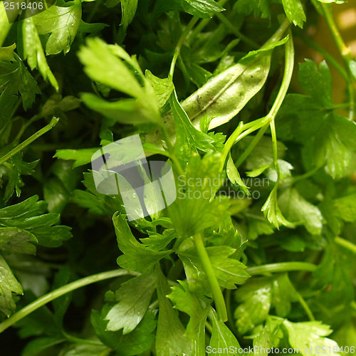 Image of Parsley