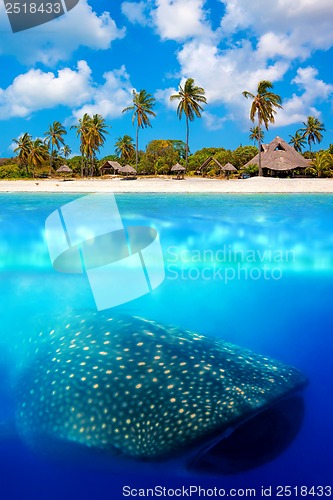 Image of Whale shark below