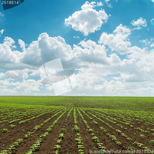 Image of agriculture field with green little shots under cloudy sky