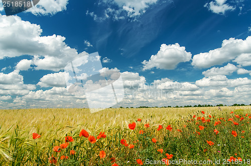 Image of red poppies on field under deep blue sky