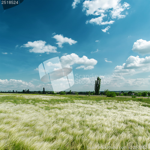 Image of green mat grass and blue sky