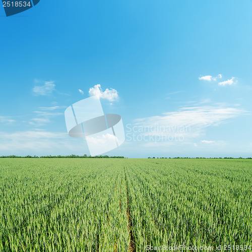 Image of green agriculture field and light blue sky