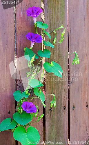 Image of Flowers on the fence.