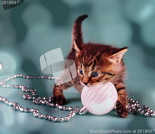 Image of cute little kitten with white Christmas ball