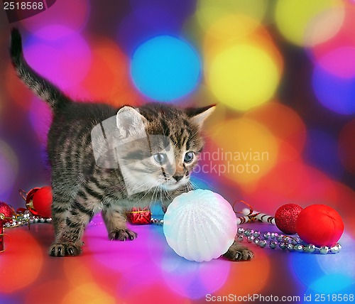 Image of small  kitten among Christmas stuff