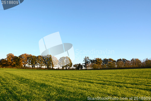 Image of Green farm field edged by fall trees