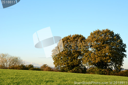 Image of Green field with two oak trees on a bright fall day