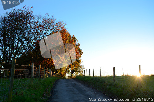 Image of Path leading uphill to sunlit autumn trees at sundown