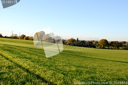 Image of Vibrant green farm field in warm fall sunlight