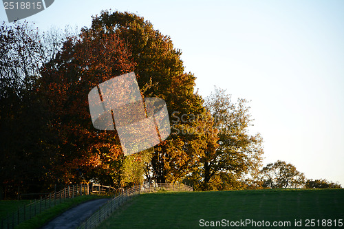 Image of Fall trees on a hilltop lit by the setting sun