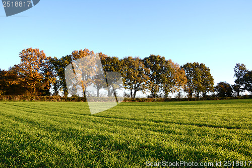 Image of Fall trees edge a farm field 
