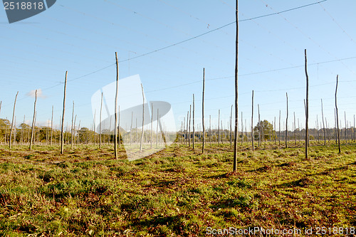 Image of Autumn view of an empty hop garden after harvest