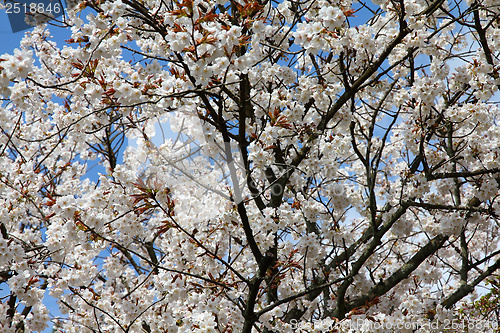 Image of Kyoto cherry blossom