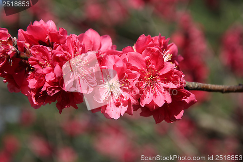 Image of Pink cherry blossom