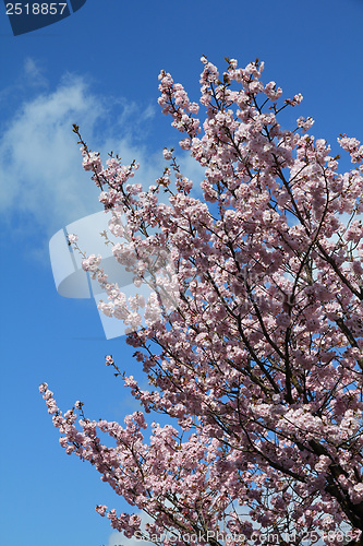 Image of Cherry blossom in Japan