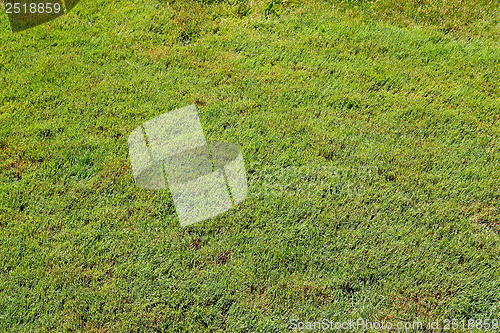 Image of Grass background