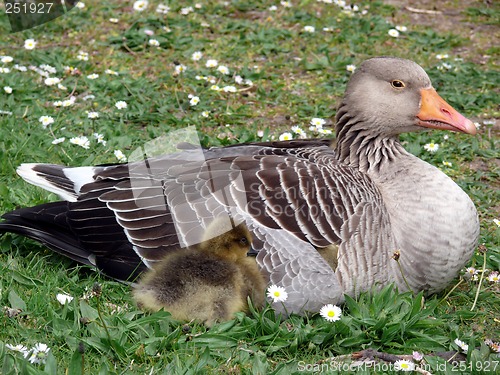 Image of White-fronted Goose (Anser albifrons)