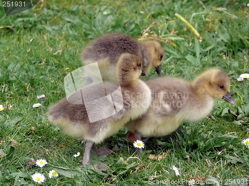 Image of White-fronted Goose (Anser albifrons)