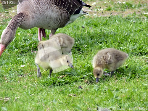 Image of White-fronted Goose (Anser albifrons)