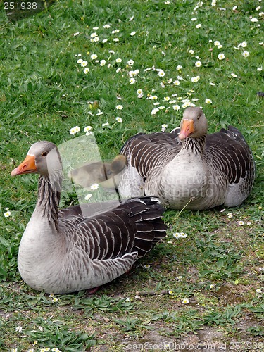 Image of White-fronted Goose (Anser albifrons)