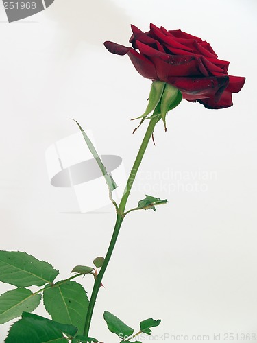 Image of Rose