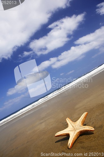 Image of Beach Starfish