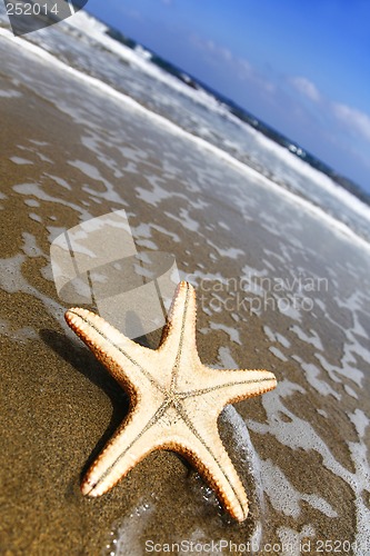 Image of Beach Starfish