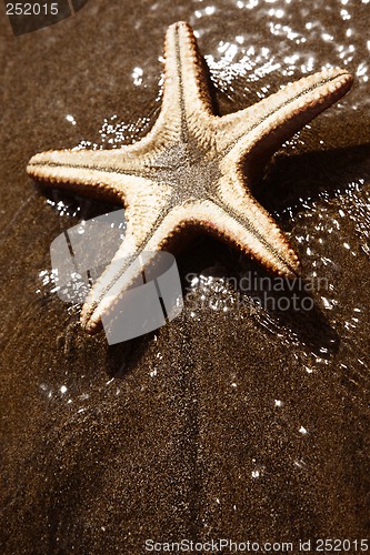 Image of Beach Starfish