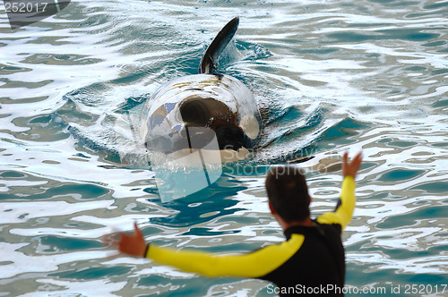 Image of Killer whale and trainer