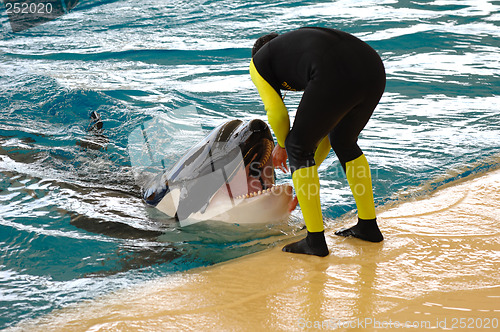Image of Man and killer whale