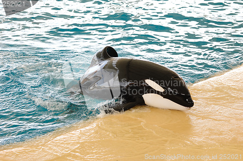 Image of Killer whale