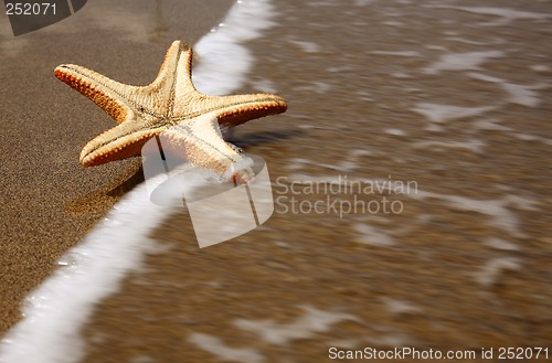 Image of Beach Starfish