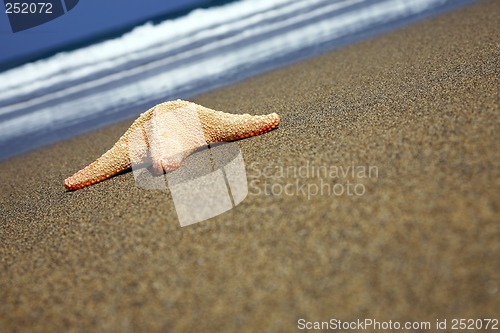 Image of Beach Starfish