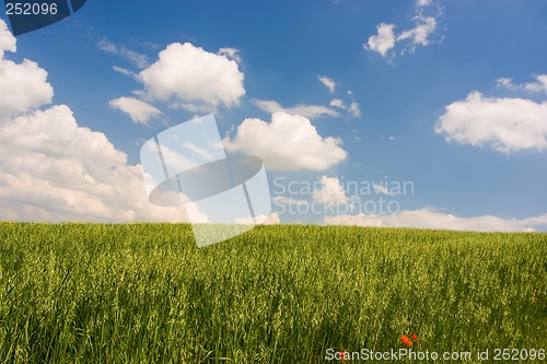 Image of Green Landscape