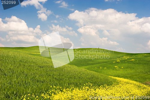 Image of Flowered Landscape