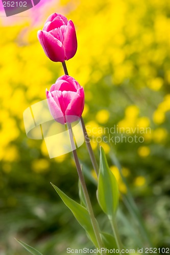 Image of Tulips