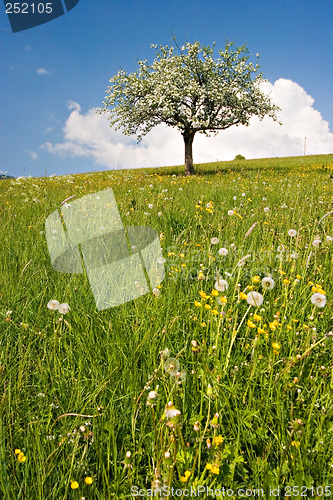 Image of Bloom Tree