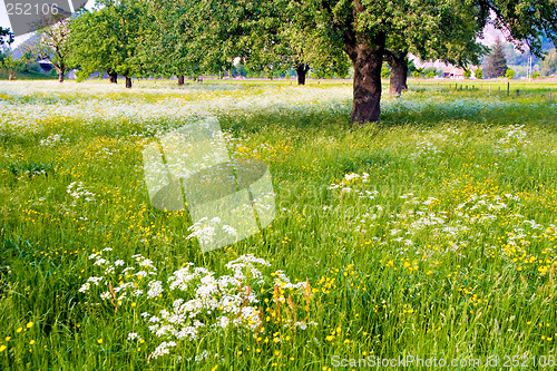 Image of Flowered Field